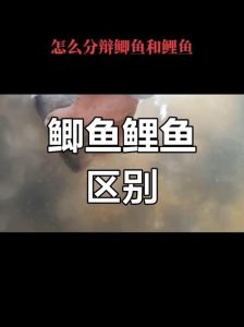 鲤鲫和鲤鱼的区别_外形习性大不同