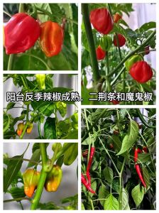 二荆条和灯笼椒哪个香_哪个更香？