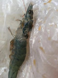 虾背上有像虾黄的是什么_剔除虾背黄线，保留虾黄食用