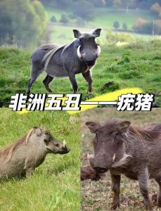 猪展俗称叫什么_弹牙滑润，营养美味的炖煮好料