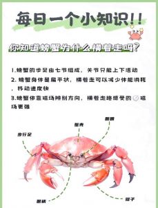 螃蟹为什么不是昆虫_螃蟹不是昆虫，是甲壳类动物