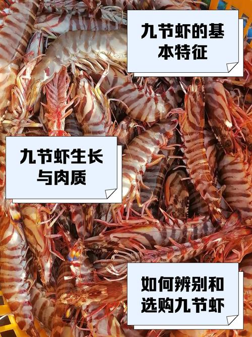 漳州九节虾是海虾吗_鲜美弹牙,老少皆宜的海虾 漳州九节虾是海虾吗_鲜美弹牙,老少皆宜的海虾