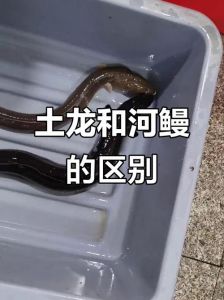 跟鳗鱼很像的鱼是什么_似鳗非鳗的海洋鱼族