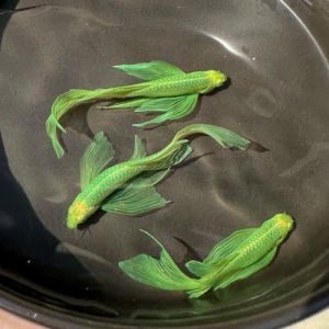 蝶翼斑马鱼优缺点_小巧耐寒色彩艳，蝶翼斑马鱼好养吗？
