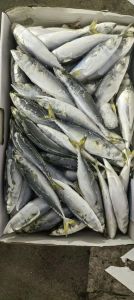 鲭鱼是深海鱼吗_有深海也有浅海，野生捕捞，含汞注意食用