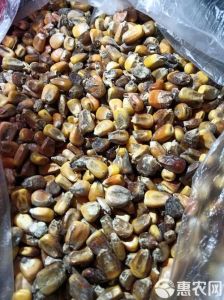 玉米轻微发霉图片_霉玉米伤身，轻处理重丢弃，预防很重要！