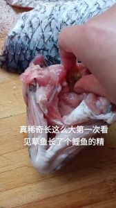 鱼精煮熟了还能辟邪吗_鱼精辟邪？青鱼石吉祥！