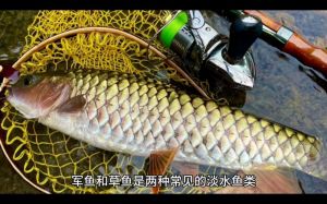 军鱼跟草鱼的区别图片_军鱼草鱼怎么分？看体型须和刺，军鱼更佳但需保护