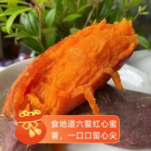 红高粱和蜜薯的区别_不同种类作物解析