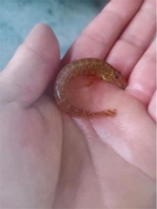 花鳅和沙鳅_常见鱼保护与养殖