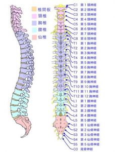 腰椎5骶1位置示意图_骶骨连接处易突出？保护腰椎远离久坐！