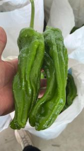 苏椒和黄皮尖椒哪个辣_苏椒更辣香，黄皮尖椒味柔和