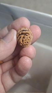 桃核怕不怕水洗_温和清洁与干燥技巧