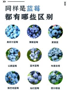 蓝莓颜色怎么洗掉_泡泡粉爆炸盐有效去渍