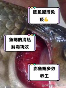 鱼的鳃是鱼的什么器官_鳃盖鳃弓鳃丝和鳃耙