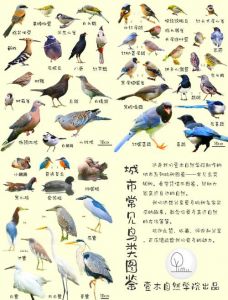 鸟类属于界门纲目科属种_揭示亲缘与进化，指导生态保护