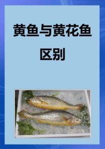 小黄黝鱼和黄黝鱼区别_相似却不同