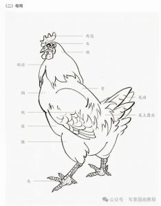 鸡部位的完整图片_解鸡构造，尝部位风味，品文化内涵