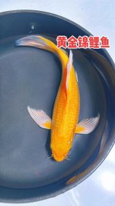 金色鲤鱼是什么鱼_吉祥之兆，低调奢华的观赏鱼