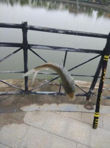 干鱼唇是鱼的哪个部位_鲨鱼上唇加工的珍贵海味