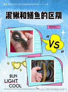 鳝鱼与泥鳅区别图片_泥鳅黄鳝怎么分？看外形习性区别大！