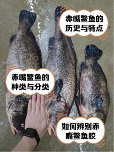 鳡鱼是冷水鱼吗_误是冷水鱼，实是广温型，保护刻不容缓