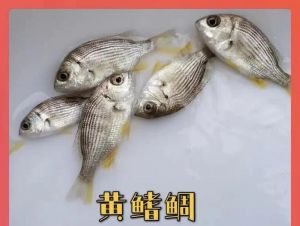 黄鳍鲷是海鱼吗_广东特色美食，鲜美细嫩
