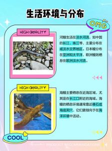 黄鳗跟河鳗有什么区别_黄鳗河鳗怎么选？口感营养看这里！