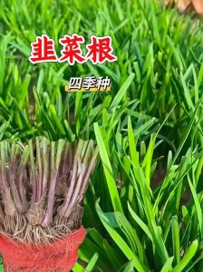 韭菜根做法大全家常_韭菜根家常做法多，清炒炒蛋样样香！