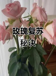 烫根醒花的方法_烫根醒花救蔫花，比不烫恢复快！