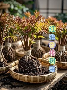 香椿种子怎么种植方法_从种子到丰收
