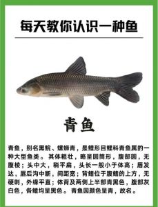 青鱼最简单三个做法_红烧酱香清蒸鲜嫩椒盐酥脆