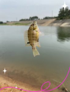 罗非和非洲鲫鱼区别_罗非鱼与非洲鲫鱼的区别