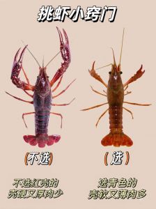 喇蛄跟小龙虾的区别_差异大，生态保护需关注