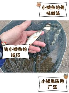 鳊鱼有没有小刺_鳊鱼刺少肉鲜 营养丰富但去鳞费时