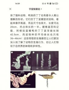 母鸡孵小鸡需要公鸡的配合吗_公鸡负责受精，母鸡产蛋孵小鸡