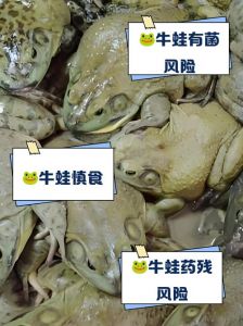 牛蛙用不用焯水_焯水去腥过油香，牛蛙熟透才放心