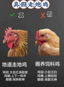 种鸡和肉鸡的区别_优种蛋鸡，高繁殖力