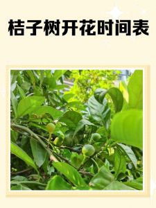 江西抚州的橘子什么时候成熟_立冬南丰蜜桔甜度高，自然馈赠好时节