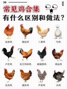 三年的笨公鸡和麻鸡区别_麻鸡笨鸡怎么选？体型肉质大不同