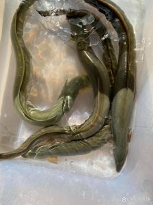 河鳗属于鱼类吗_蛇形鱼，洄游珍品，注意细刺