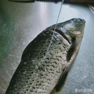鲤鱼身上有没有腥线_鲤鱼去腥线，保鲜美！