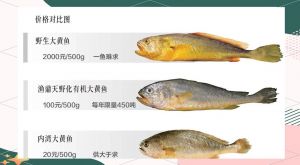 黄鱼和黄花鱼的区别_黄鱼与黄花鱼的区别，选购技巧