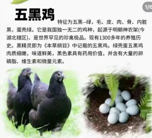 黑羽绿壳蛋鸡和五黑鸡区别_产蛋营养谁更优？