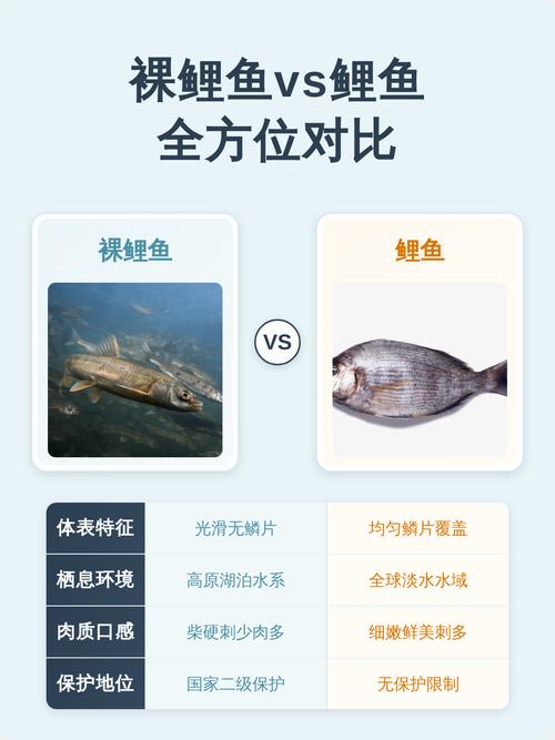 裸鲤跟普通鲤鱼的区别_口感营养大不同