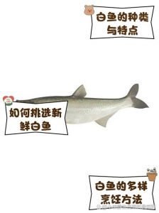 太湖白鱼刺多吗_美味但需耐心去刺的河鲜代表