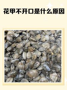 花甲属于软体动物_常见海洋软体动物，贝壳坚固保护身体