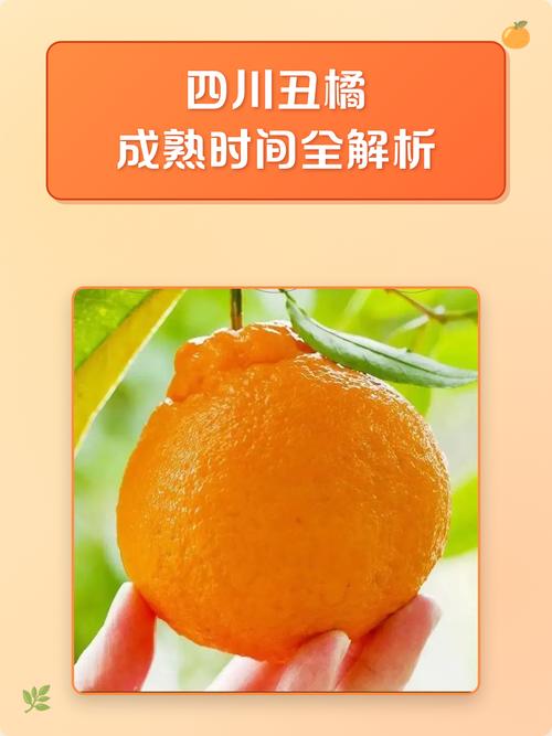 橘子啥时候成熟_橘子成熟期长，多汁甜，如何挑好橘？