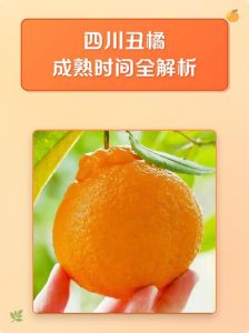 橘子啥时候成熟_橘子成熟期长，多汁甜，如何挑好橘？