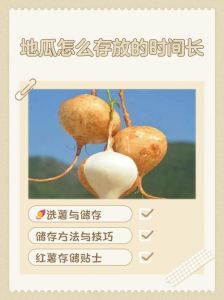 家庭怎样保存红薯_红薯怎么保存？选透气罐，控干避光，别闷着！
